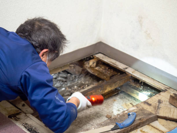 Best Preventive Mold Services in Fridley, MN