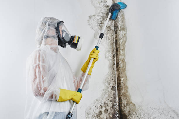 Best Industrial Mold Remediation in Fridley, MN