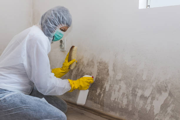 Best Crawl Space Mold Remediation in Fridley, MN