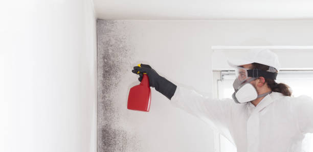 Best Black Mold Remediation in Fridley, MN