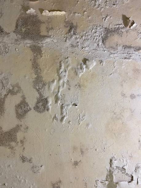 Best Black Mold Remediation in Fridley, MN