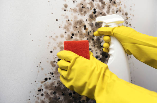 Best HVAC Mold Remediation in Fridley, MN