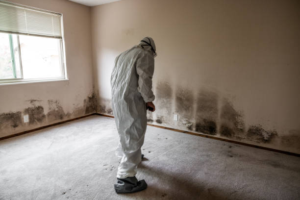 Best Basement Mold Remediation in Fridley, MN