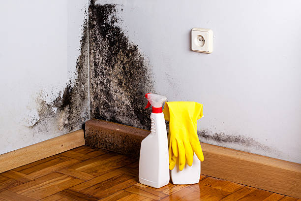 Best Localized Mold Remediation (e.g., coastal areas, humid climates) in Fridley, MN