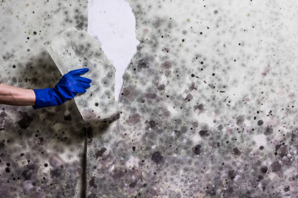 Best DIY Mold Remediation Support Services in Fridley, MN