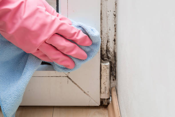 Best Post-Flood Mold Remediation in Fridley, MN