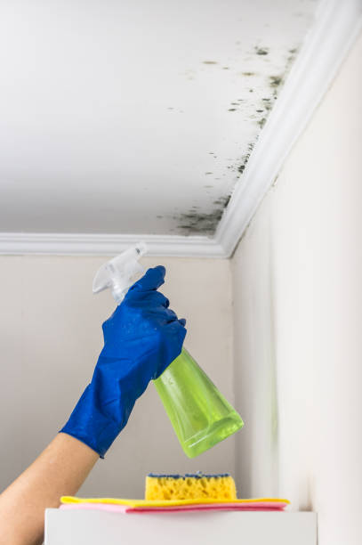 Best Bathroom Mold Remediation in Fridley, MN
