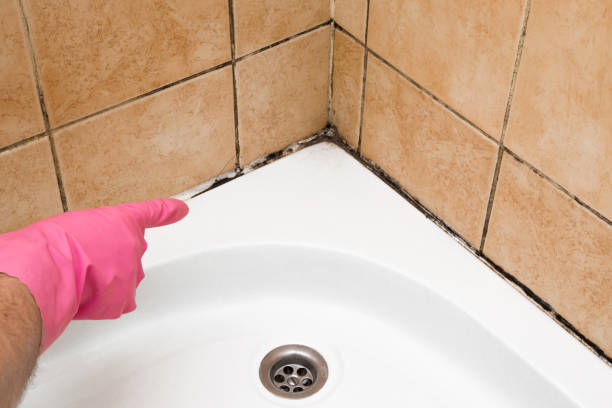 Best Health and Safety Mold Remediation in Fridley, MN