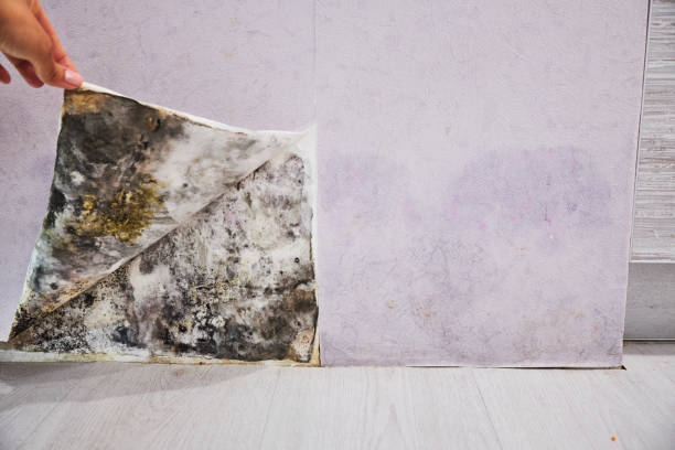  Fridley, MN Mold Removal Pros